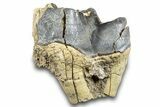 Fossil Titanothere (Megacerops) Partial Molar - Nebraska #281726-1